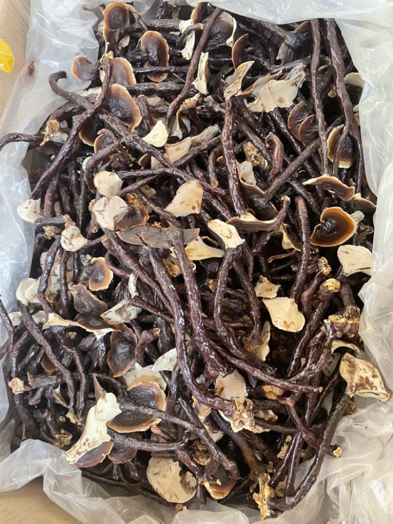 金边竹灵芝产地直接发货包邮可以煲汤泡酒泡茶
