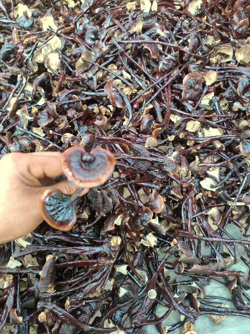 金边竹灵芝产地直接发货包邮可以煲汤泡酒泡茶