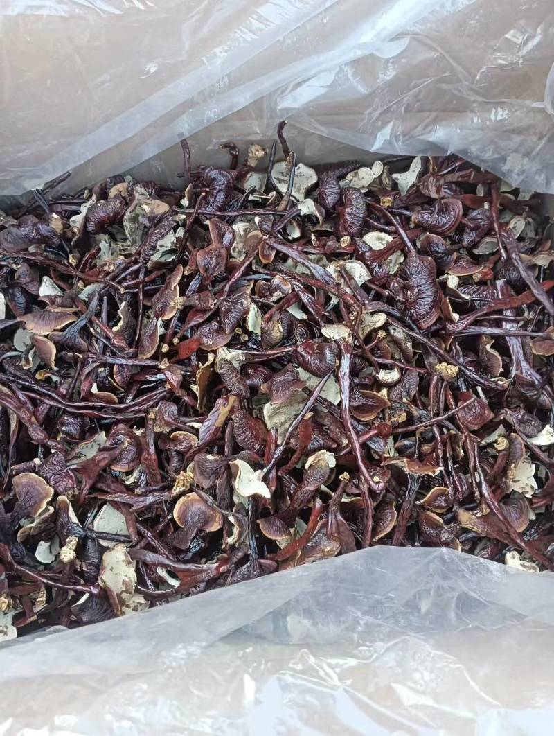 金边竹灵芝产地直接发货包邮可以煲汤泡酒泡茶