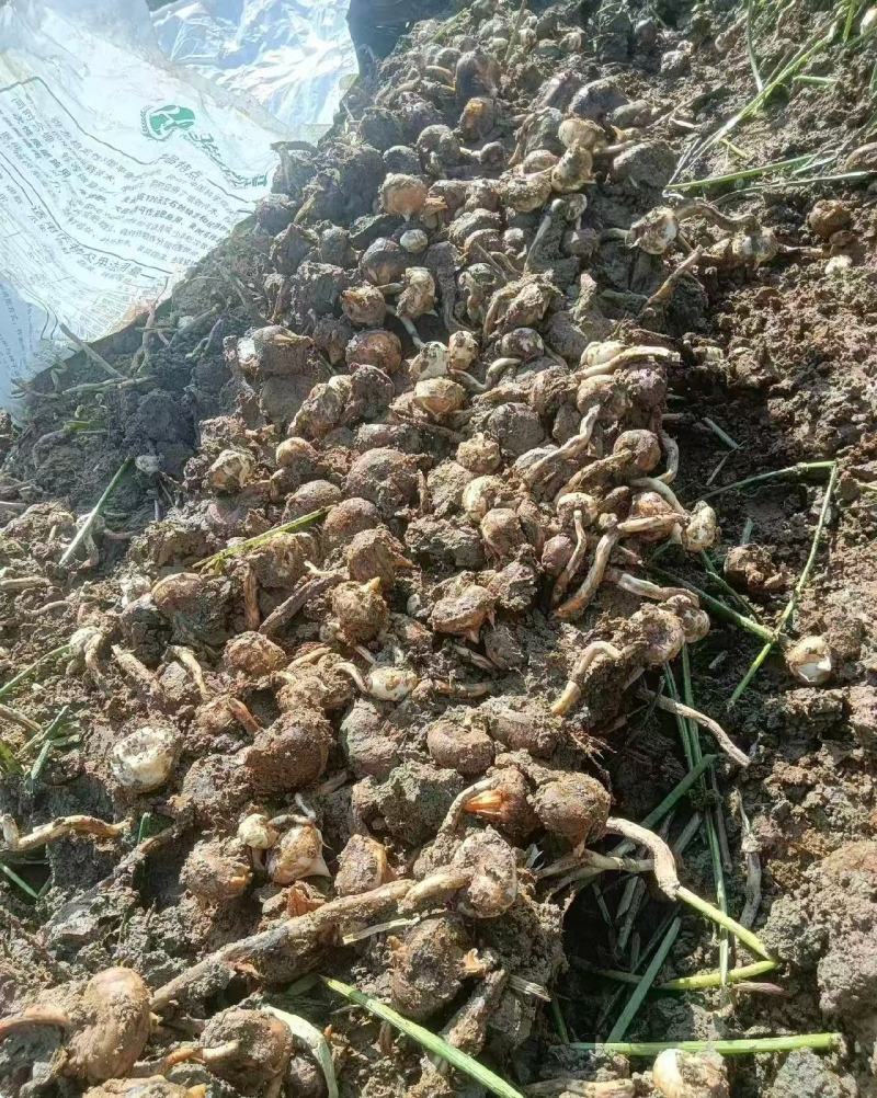 广西马蹄大量上市产地直发一手货源来电详谈价格优惠
