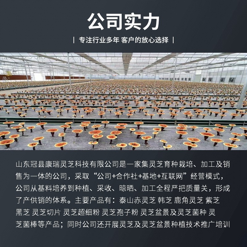 金边香灵芝竹灵芝黑灵芝不苦一件代发农户直邮