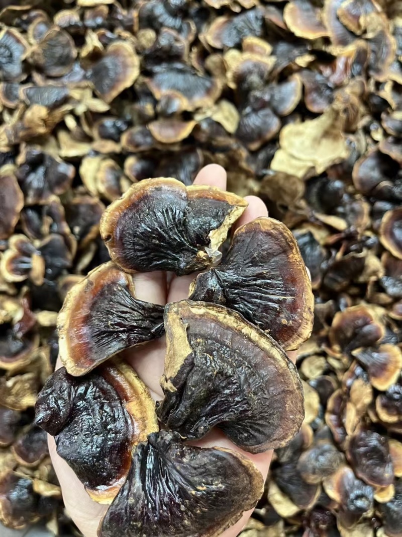 金边香灵芝竹灵芝黑灵芝不苦一件代发农户直邮