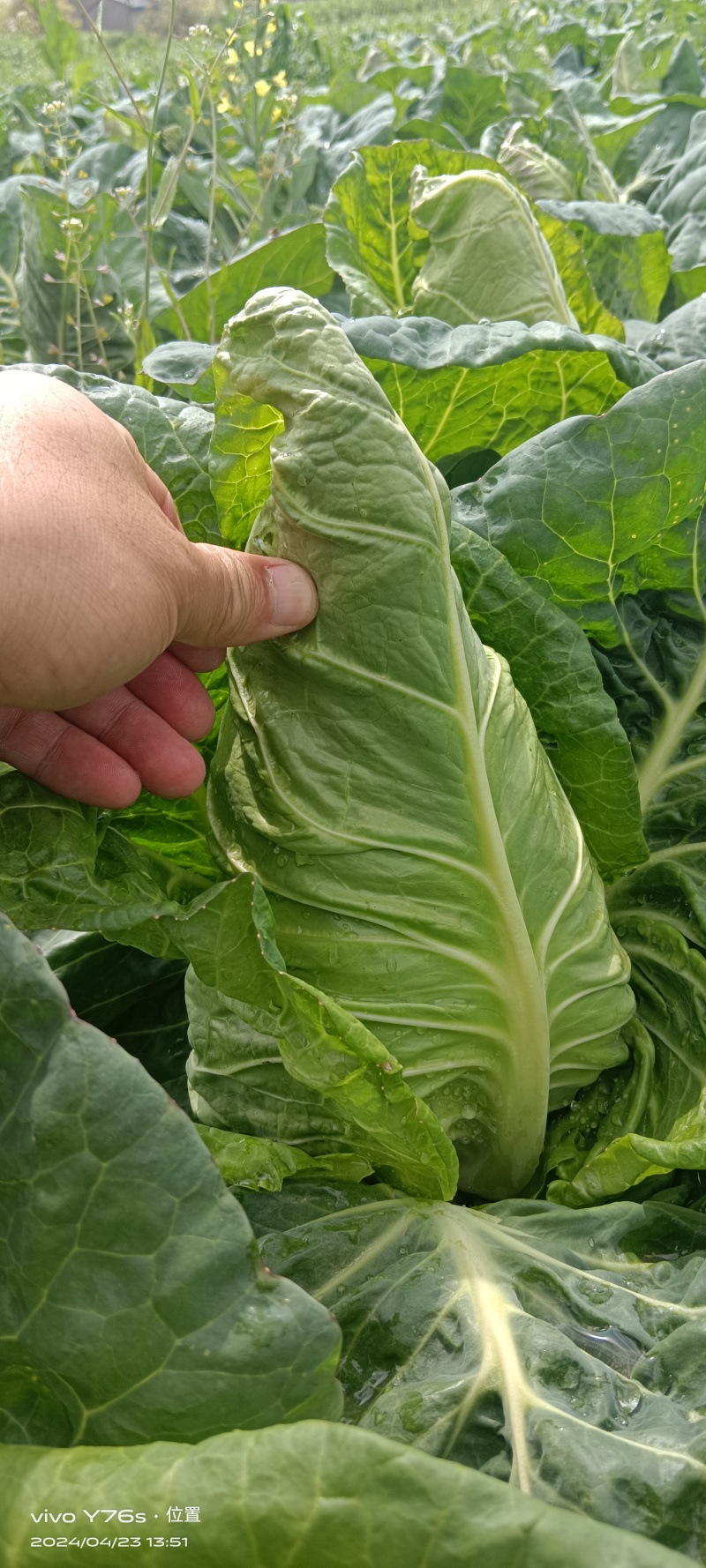 云南昭通永善县牛心甘蓝新鲜上市价格不贵质量有保障