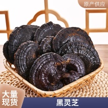 黑灵芝灵芝种植地直发一件代发不苦菌香味浓山东黑芝