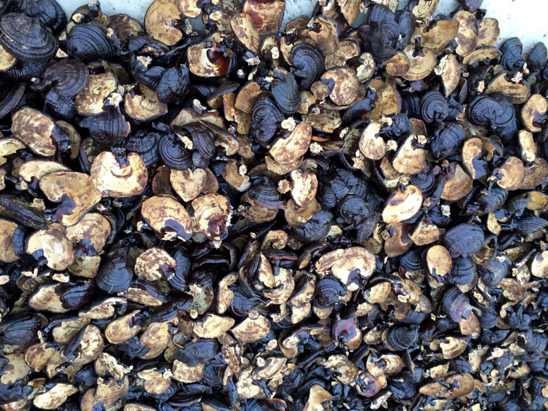 黑灵芝灵芝种植地直发一件代发不苦菌香味浓山东黑芝