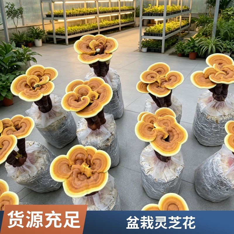 灵芝花灵芝盆景观赏招财摆件室内盆栽可食用鲜活植物