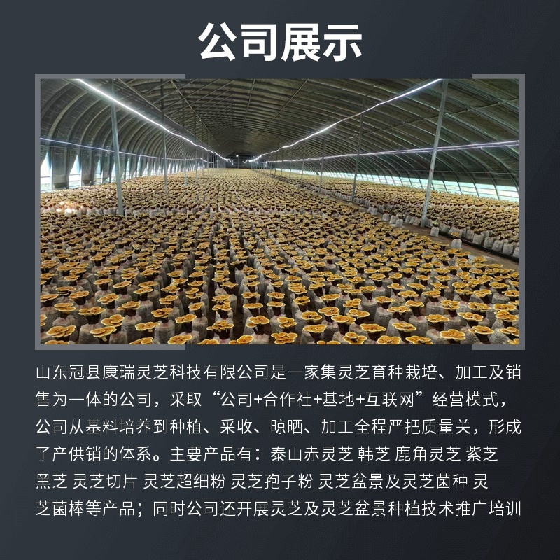 灵芝花灵芝盆景观赏招财摆件室内盆栽可食用鲜活植物