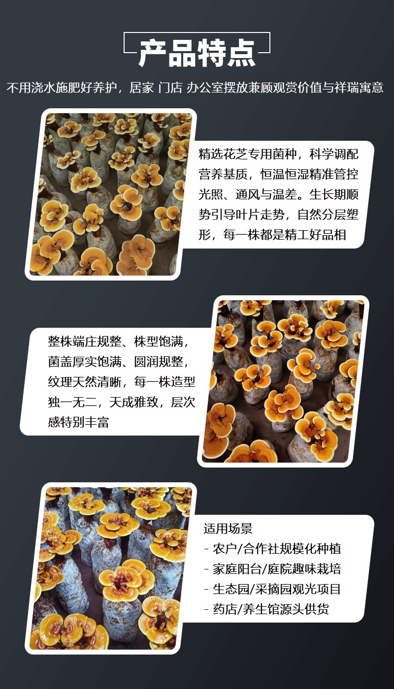 灵芝花灵芝盆景观赏招财摆件室内盆栽可食用鲜活植物