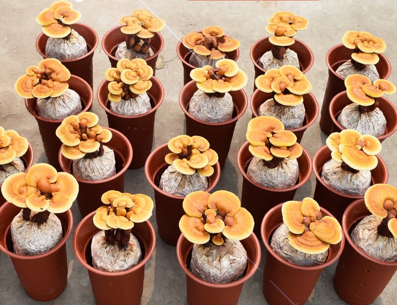 灵芝花灵芝盆景观赏招财摆件室内盆栽可食用鲜活植物