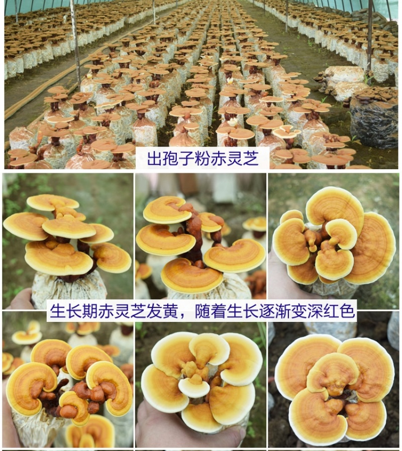灵芝花灵芝盆景观赏招财摆件室内盆栽可食用鲜活植物