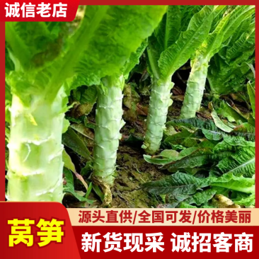 精品莴笋诚信经营量大从优价格实惠对接各大商超