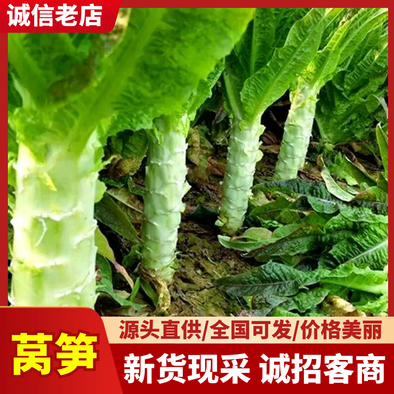 精品莴笋诚信经营量大从优价格实惠对接各大商超