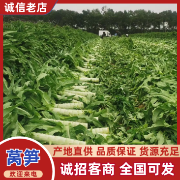 莴笋一手货源价格实惠全国发货货源充足