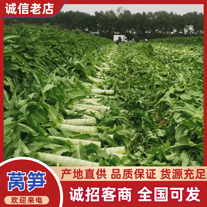 莴笋一手货源价格实惠全国发货货源充足