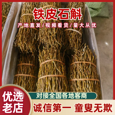 《铁皮石斛》云南高山软脚石斛/规格齐全/价格便宜欢迎采购