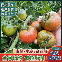 『精选』铁皮柿子/铁皮西红柿/辽宁绥中产地直发/长期有货