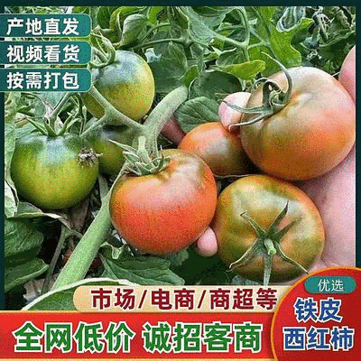 『铁皮柿子』草莓西红柿/承接电商微商～团购批发/全国发货