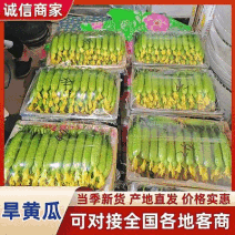 精品旱黄瓜/辽宁黄瓜【常年供应量大从优】提供一条龙服务