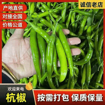 『辽宁杭椒』绥中鲜辣椒/基地批发/量大从优/欢迎来电洽谈