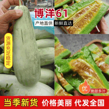 河北精品甜瓜2026上市博洋61甜瓜品种齐全产地装车直供