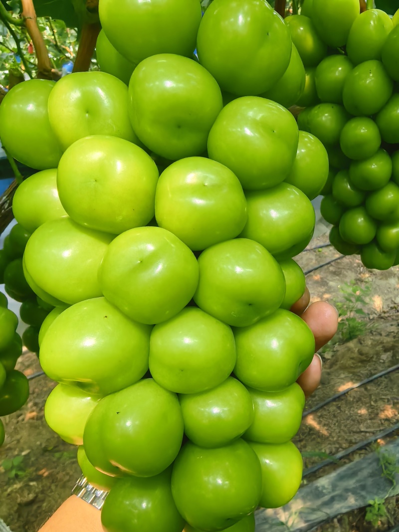 【推荐】湖南精品晴王香印阳光玫瑰葡萄商超市场供应一手货源