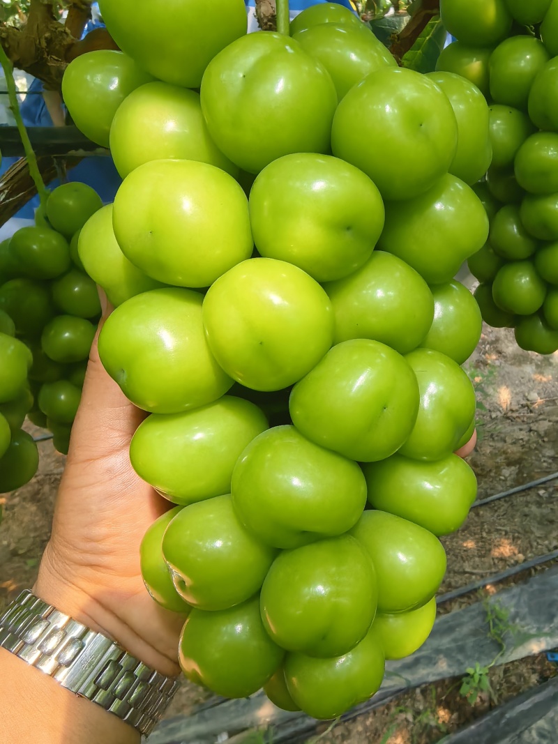 【推荐】湖南精品晴王香印阳光玫瑰葡萄商超市场供应一手货源