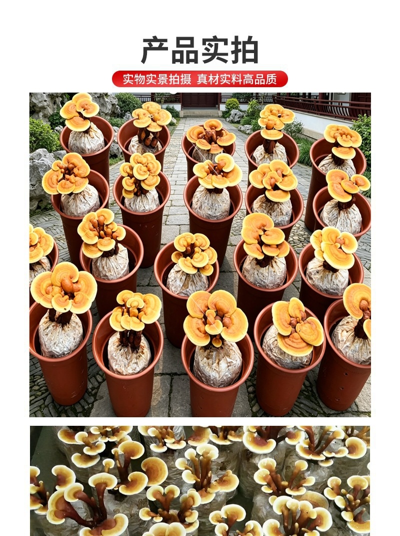 懒人自种灵芝菌包高存活易养护居家四季可种