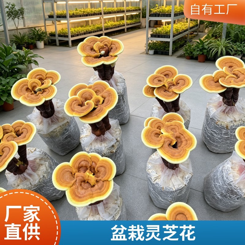 懒人自种灵芝菌包高存活易养护居家四季可种