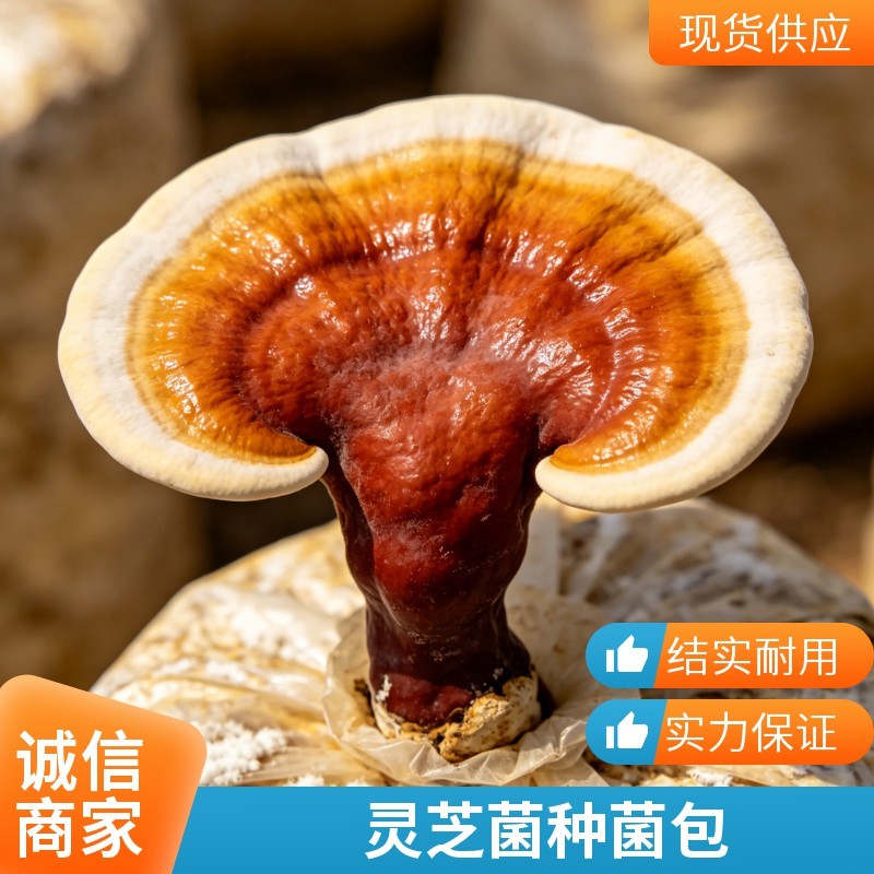懒人自种灵芝菌包高存活易养护居家四季可种