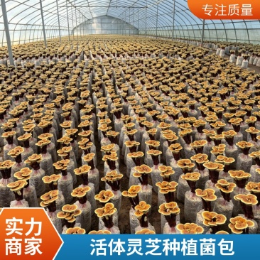 正宗活体灵芝种植包无菌培育出菇饱满长势好