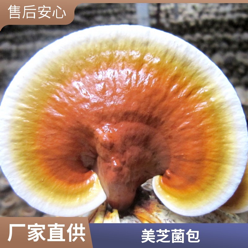正宗活体灵芝种植包无菌培育出菇饱满长势好