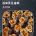 正宗活体灵芝种植包无菌培育出菇饱满长势好