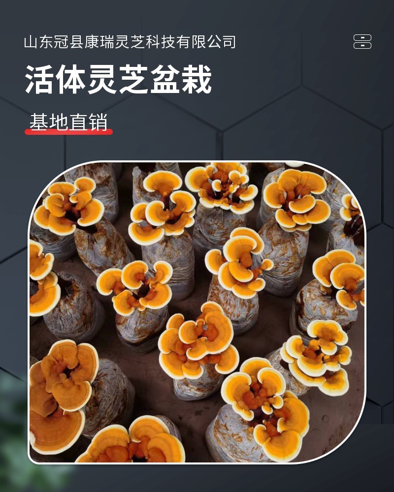 正宗活体灵芝种植包无菌培育出菇饱满长势好