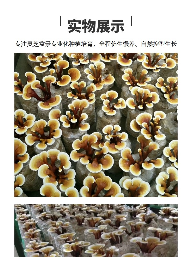 正宗活体灵芝种植包无菌培育出菇饱满长势好
