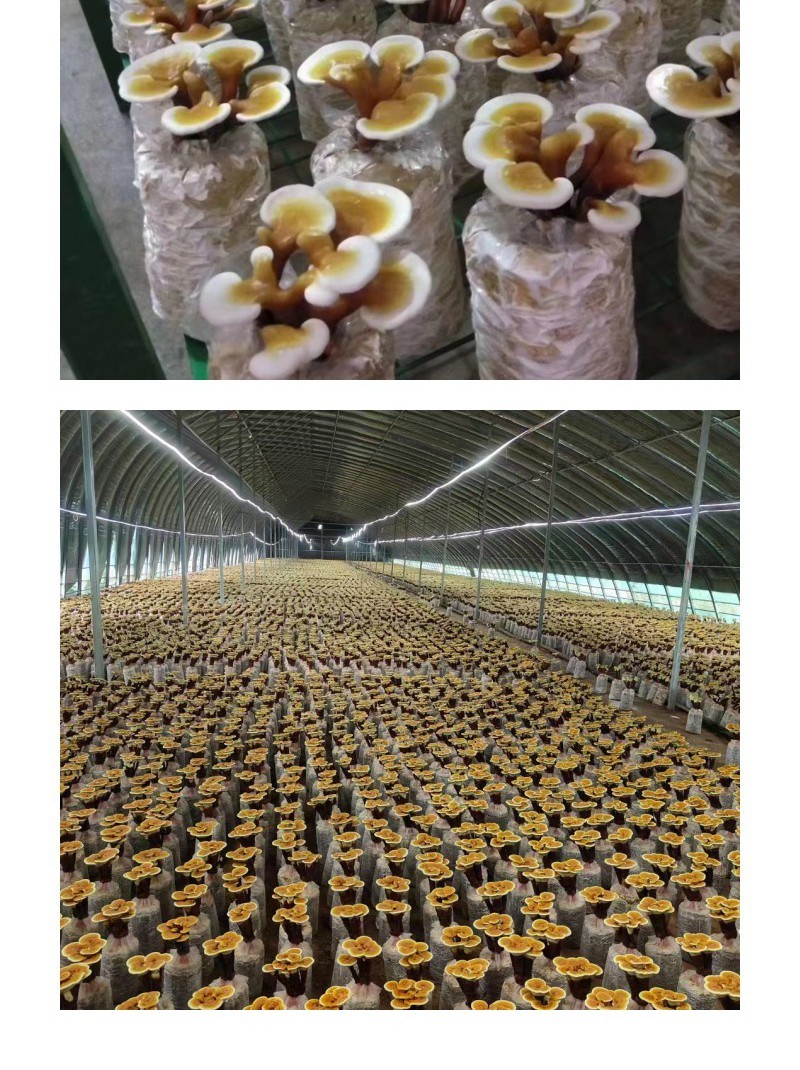 正宗活体灵芝种植包无菌培育出菇饱满长势好