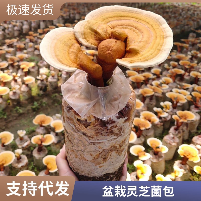家庭DIY灵芝菌包新手零门槛在家种出活体灵芝盆栽
