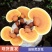 家庭DIY灵芝菌包新手零门槛在家种出活体灵芝盆栽