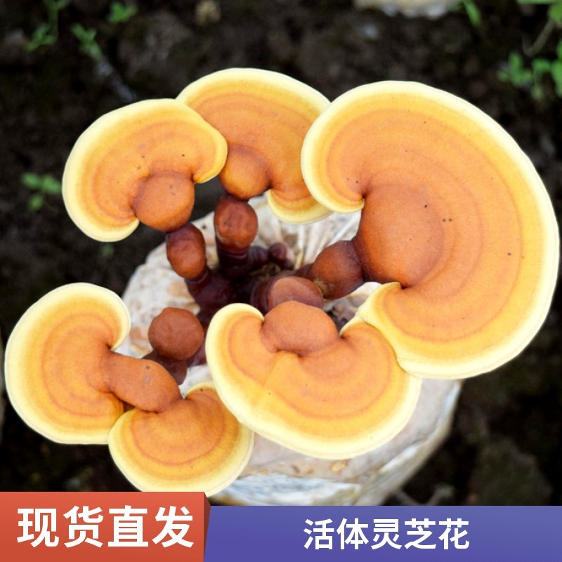 家庭DIY灵芝菌包新手零门槛在家种出活体灵芝盆栽