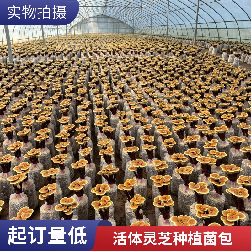 家庭DIY灵芝菌包新手零门槛在家种出活体灵芝盆栽