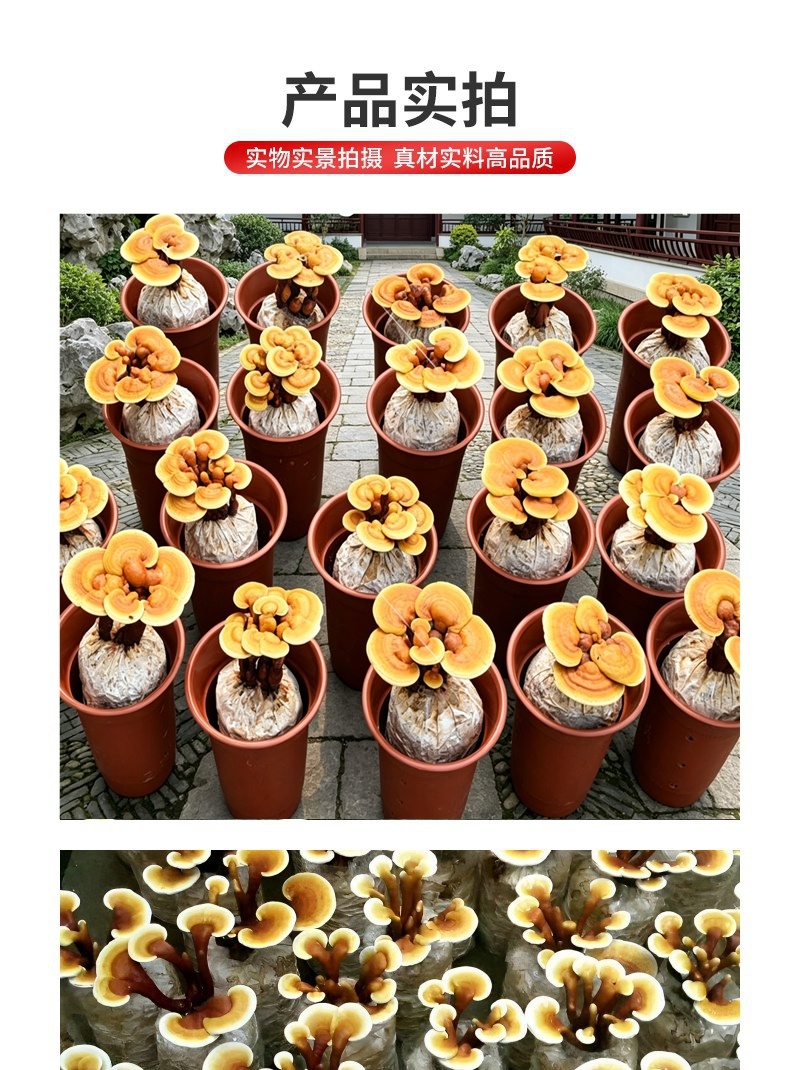 家庭DIY灵芝菌包新手零门槛在家种出活体灵芝盆栽