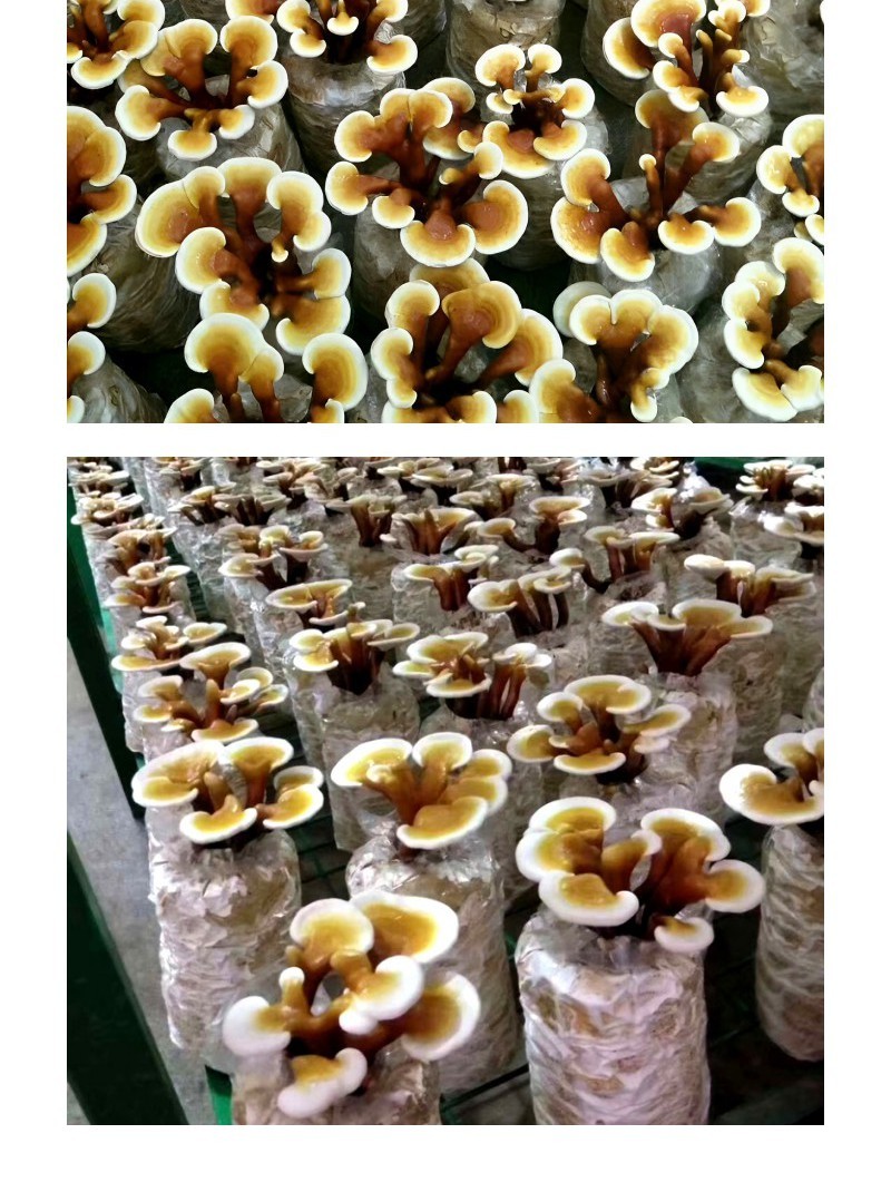 高产灵芝培育菌包灵芝培养基菌棒易成活出菇率高