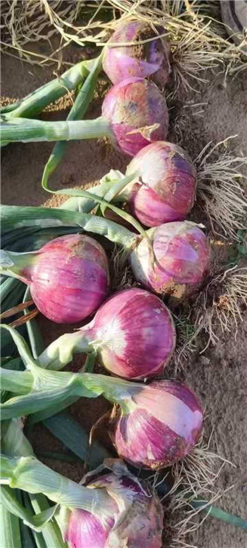【精品】河南洋葱红雷洋葱大量上市价格美丽欢迎洽谈