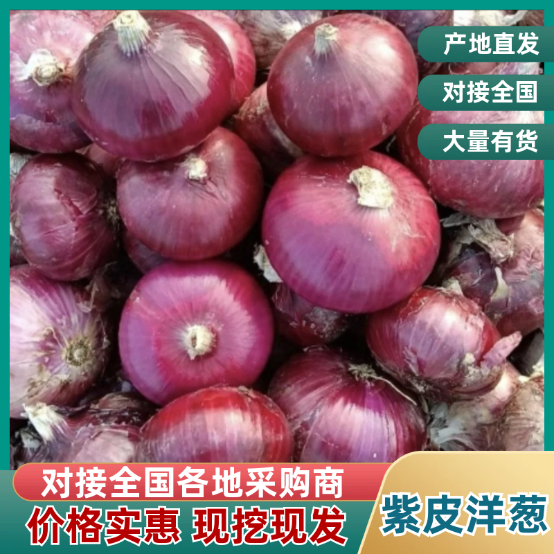 【精品】河南洋葱红雷洋葱大量上市价格美丽欢迎洽谈