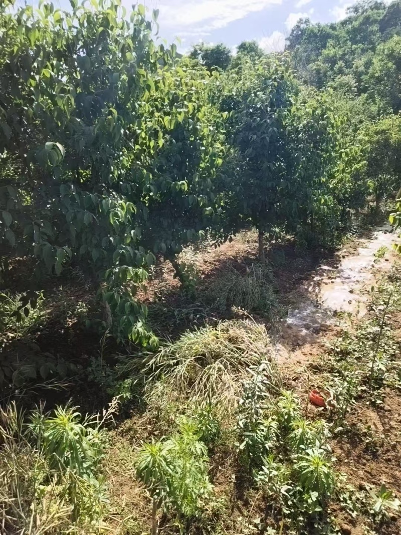 山茱萸树，果子药用价值比较高，也是**的绿化苗木，