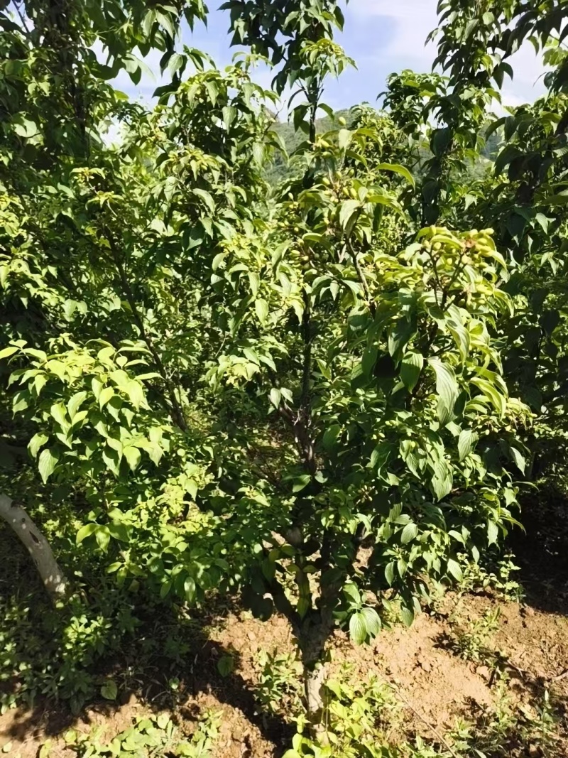 山茱萸树，果子药用价值比较高，也是**的绿化苗木，