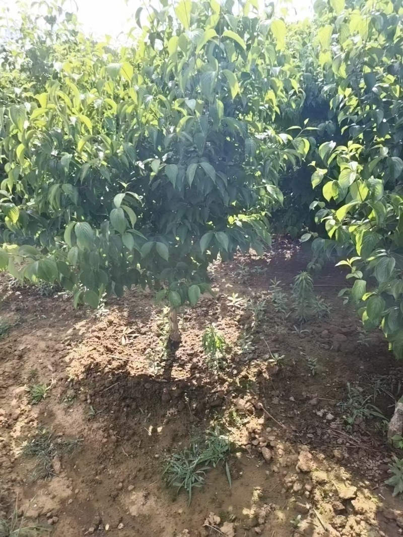 山茱萸树，果子药用价值比较高，也是**的绿化苗木，
