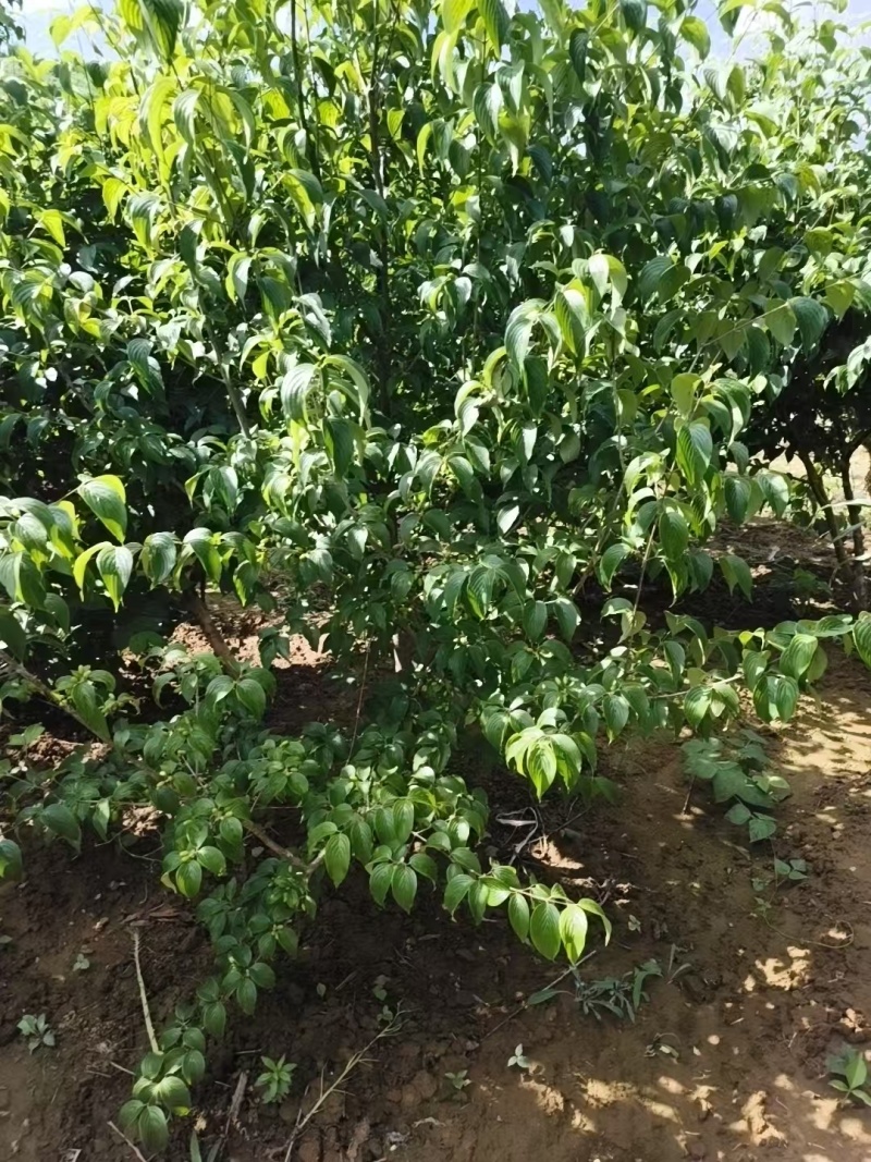山茱萸树，果子药用价值比较高，也是**的绿化苗木，