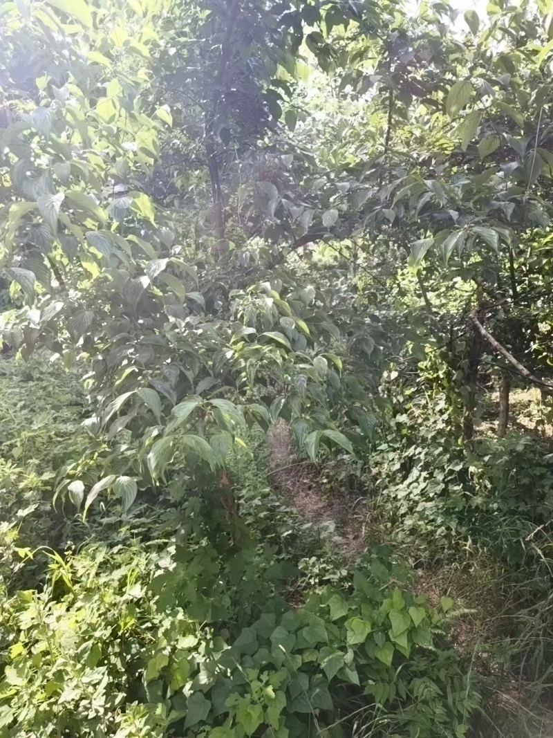 山茱萸树，果子药用价值比较高，也是**的绿化苗木，