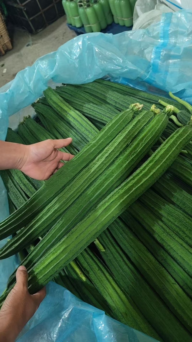 棱丝瓜