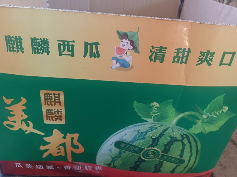 山东精品美都西瓜大量上市基地直供质量保证一手货源